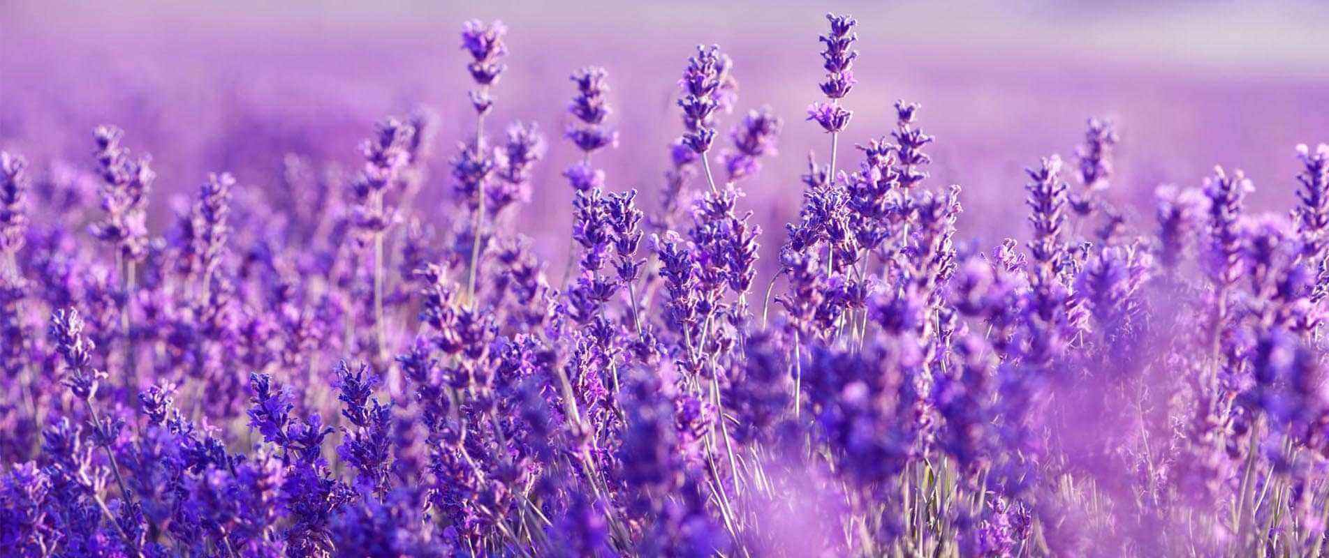 background scent marketing